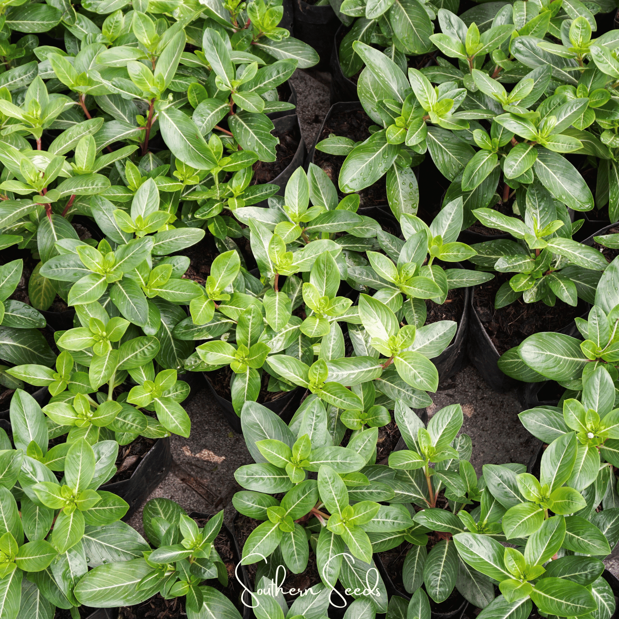 Mix Periwinkle– 100 Seeds Southern Seeds