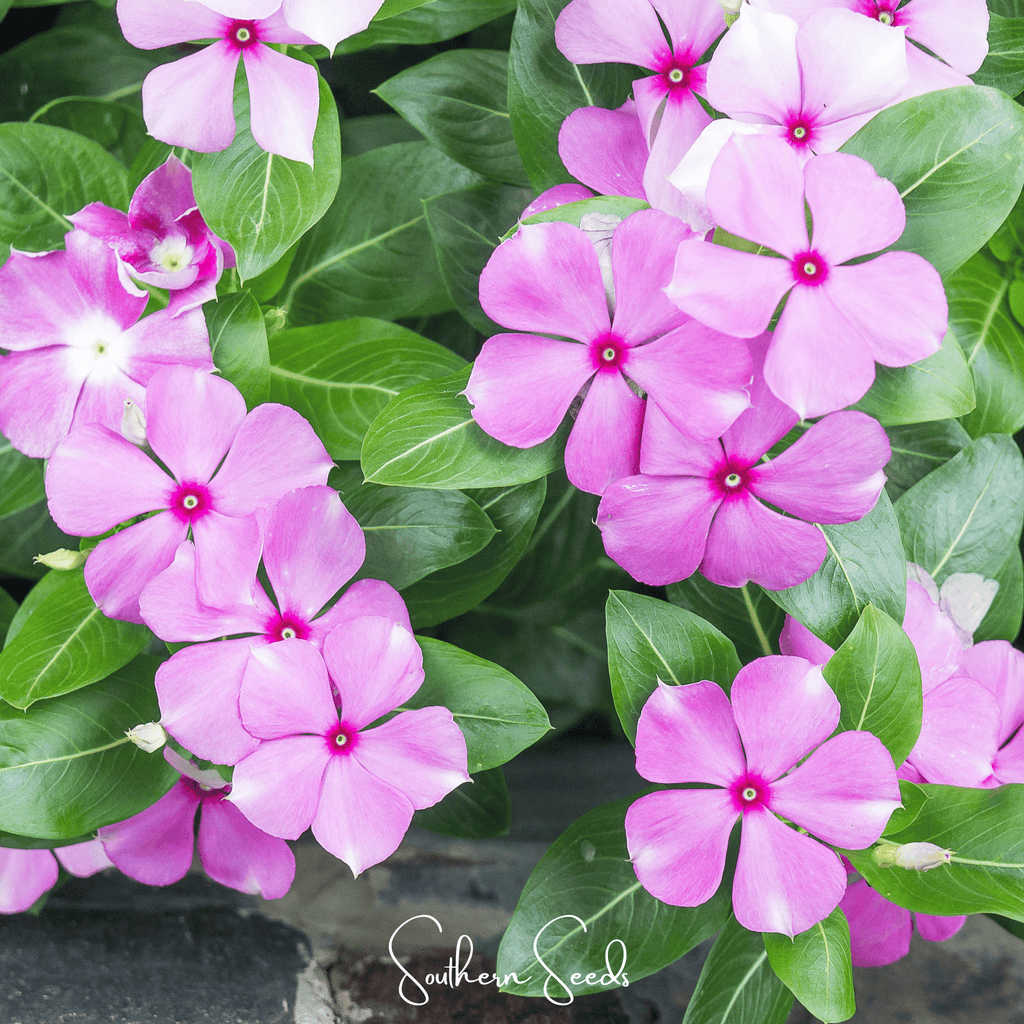 Mix Periwinkle– 100 Seeds Southern Seeds