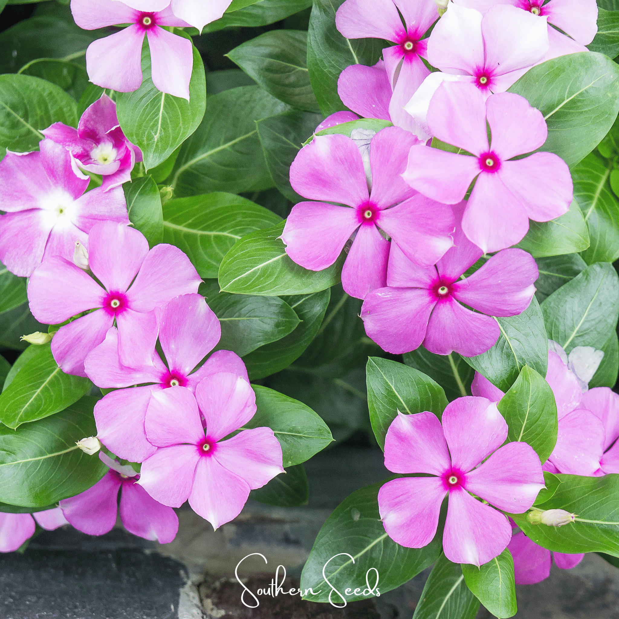 Mix Periwinkle– 100 Seeds Southern Seeds