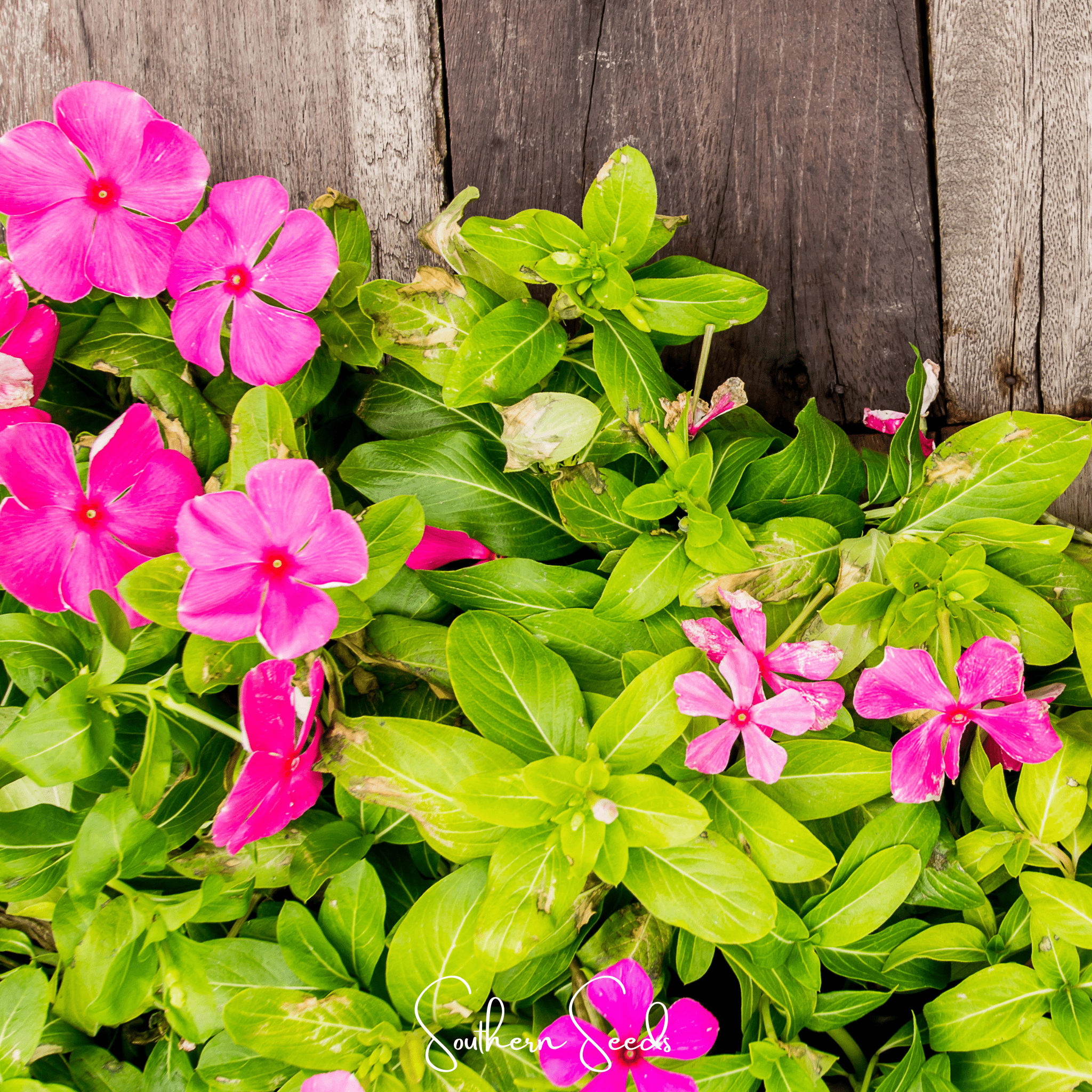 Mix Periwinkle– 100 Seeds Southern Seeds