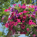 Dwarf Petunia Mix – 250 Seeds Southern Seeds