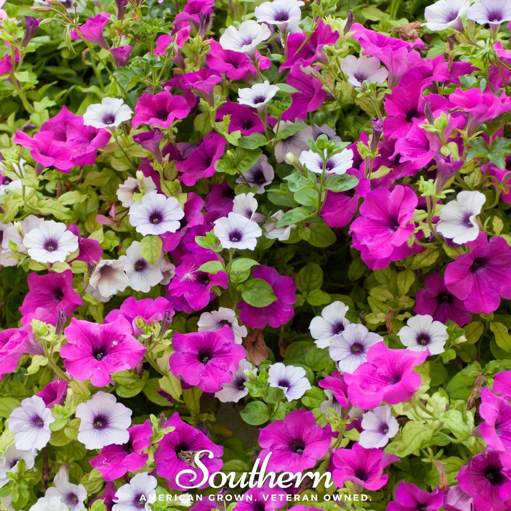 Dwarf Petunia Mix – 250 Seeds Southern Seeds