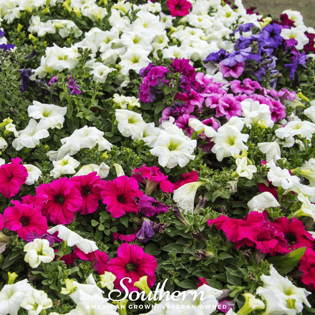 Dwarf Petunia Mix – 250 Seeds Southern Seeds