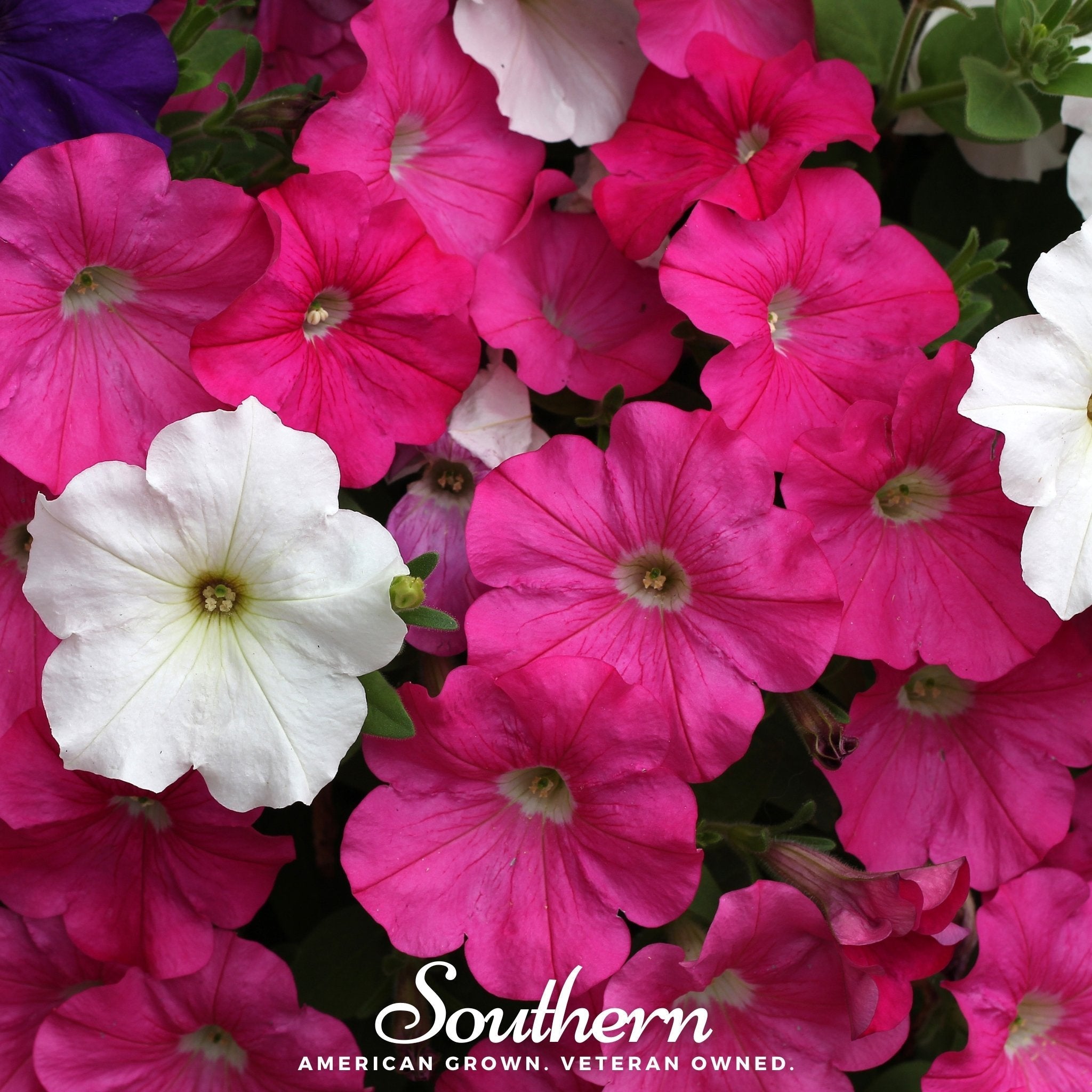 Dwarf Petunia Mix – 250 Seeds Southern Seeds