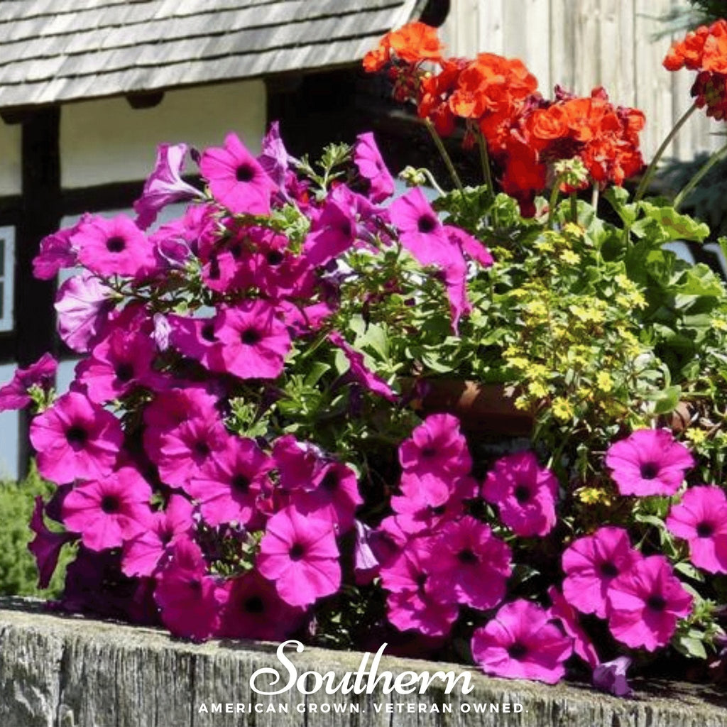 Shanin Wild Petunia – 250 Seeds Southern Seeds