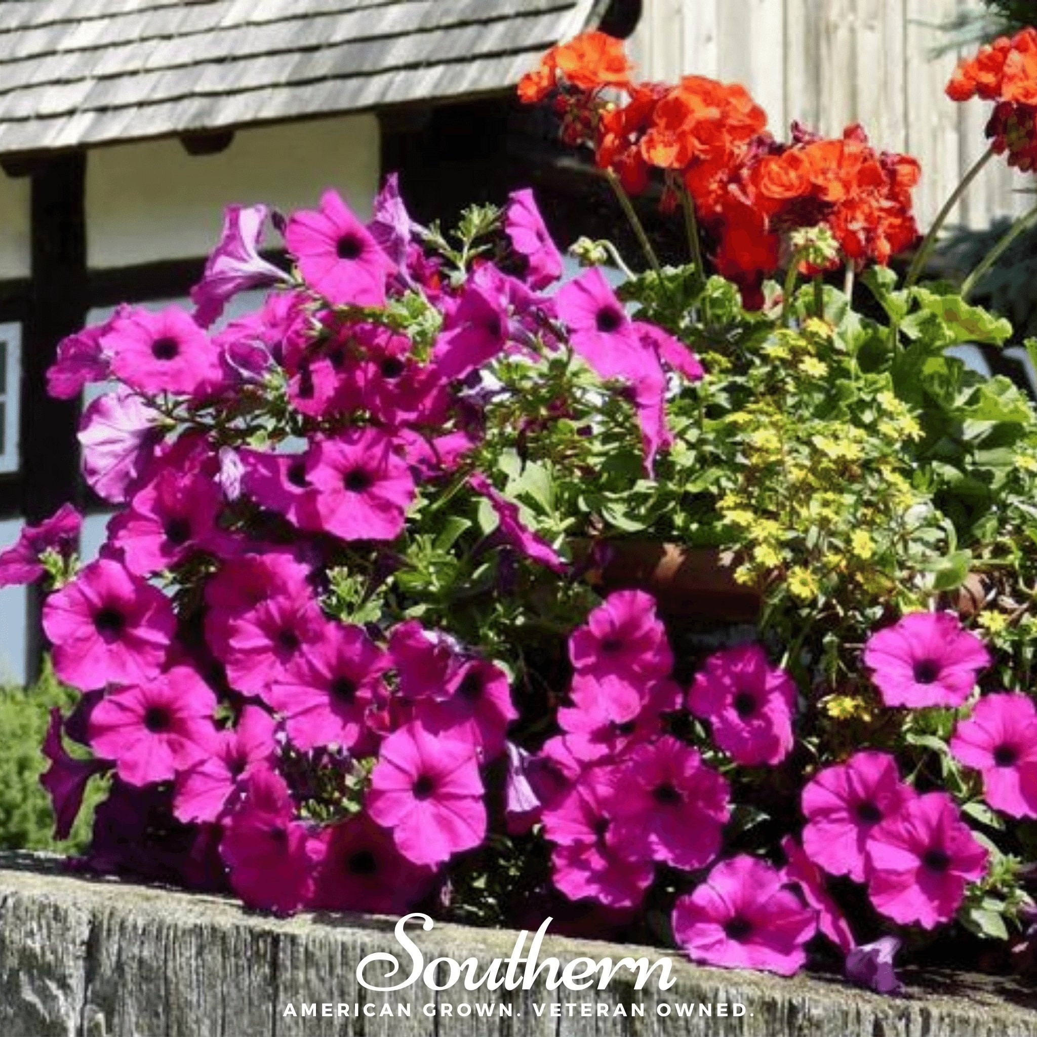 Shanin Wild Petunia – 250 Seeds Southern Seeds