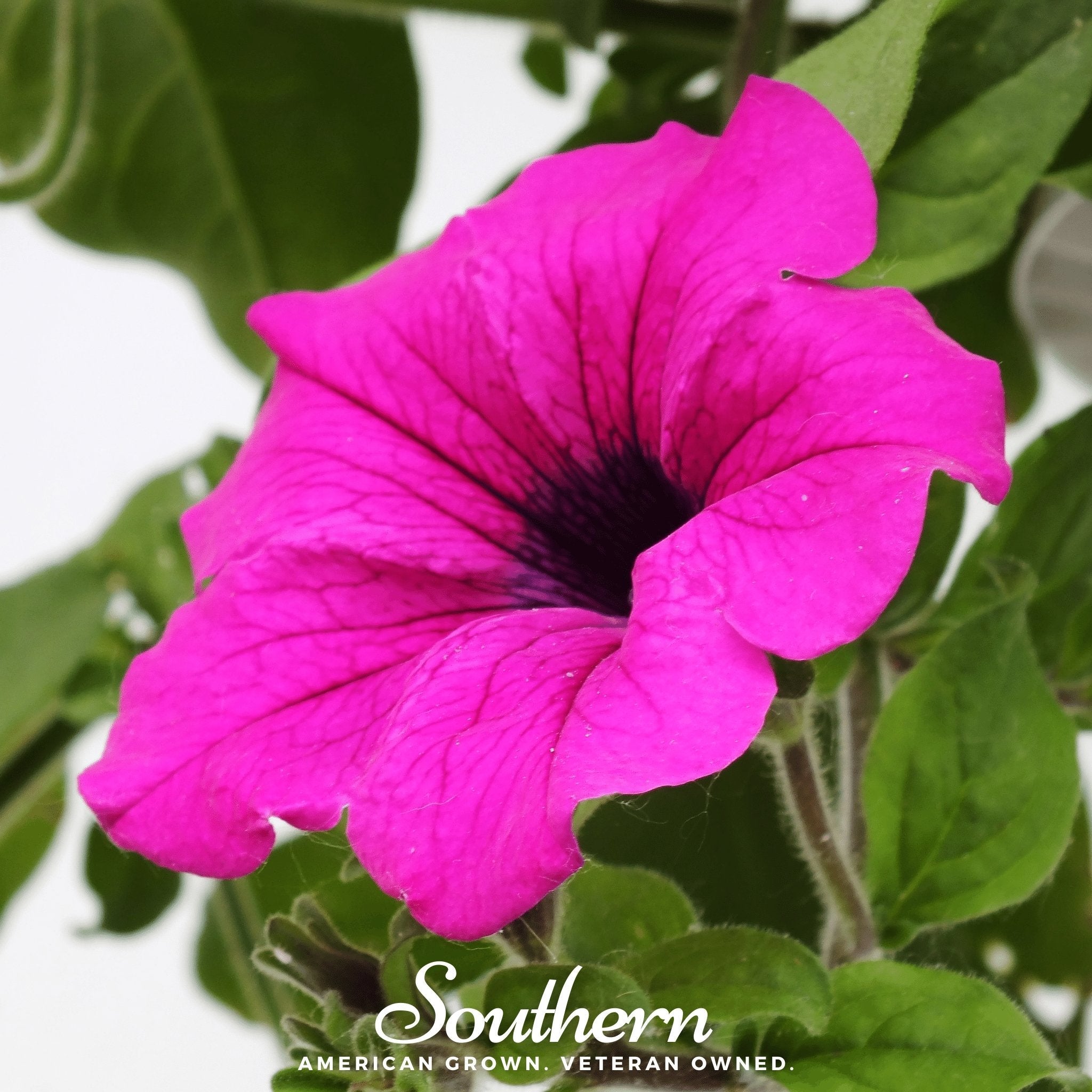 Shanin Wild Petunia – 250 Seeds Southern Seeds