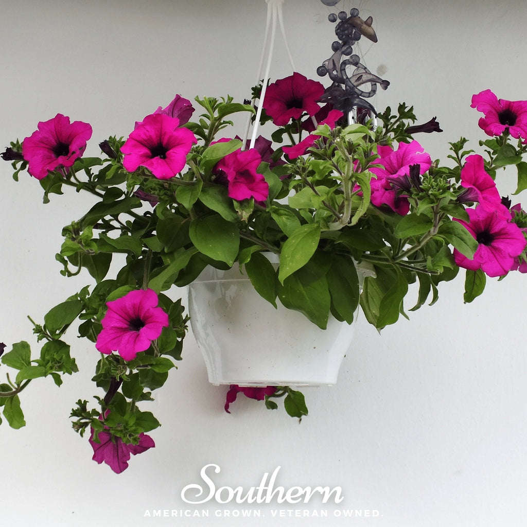 Shanin Wild Petunia – 250 Seeds Southern Seeds