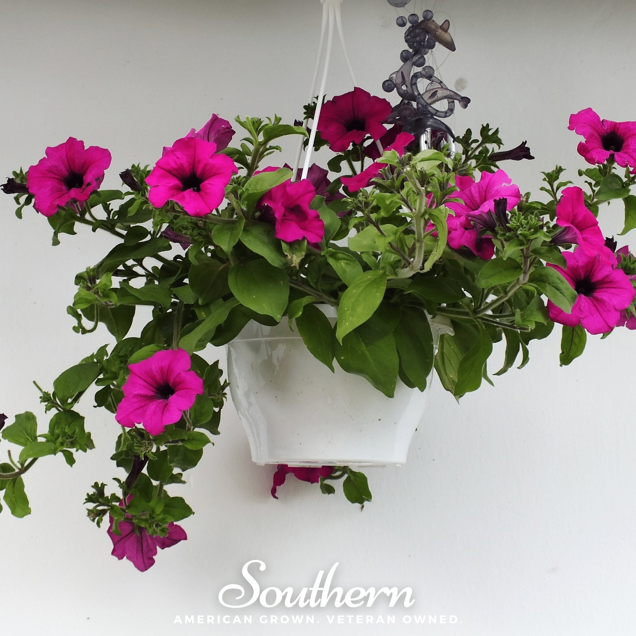 Shanin Wild Petunia – 250 Seeds Southern Seeds