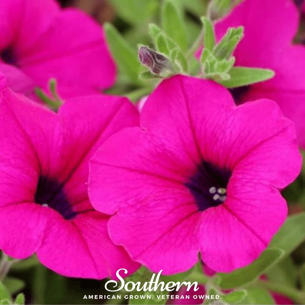 Shanin Wild Petunia – 250 Seeds Southern Seeds