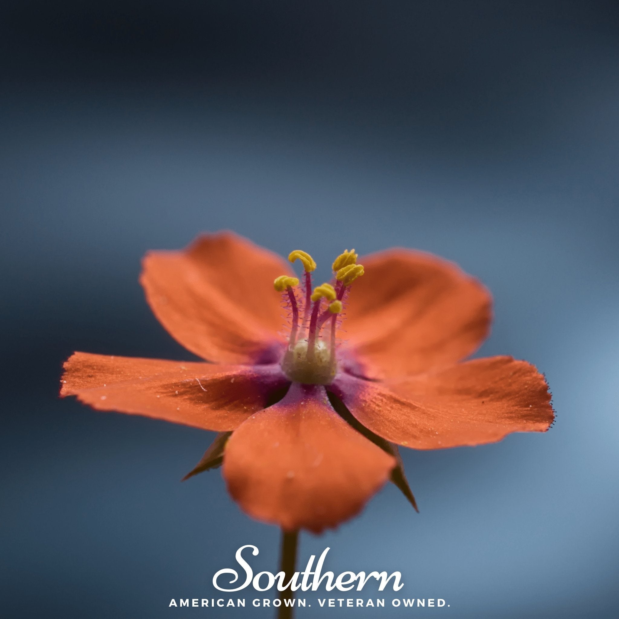 Scarlet Pimpernel – 100 Seeds Southern Seeds