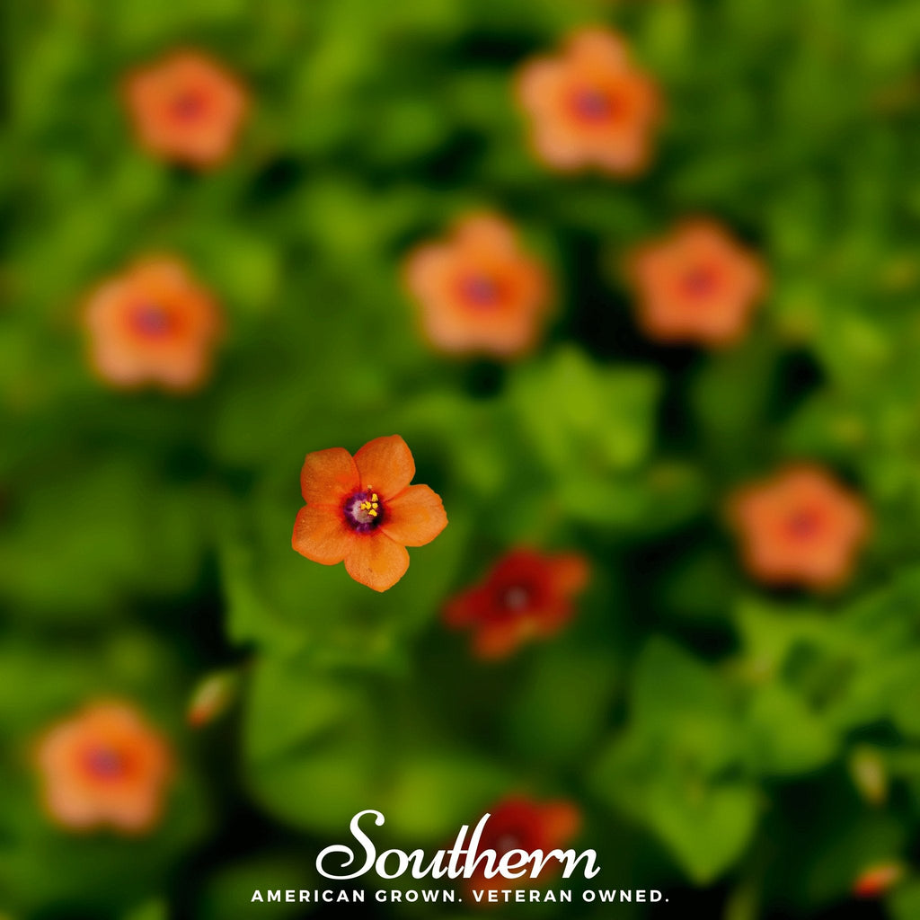 Scarlet Pimpernel – 100 Seeds Southern Seeds