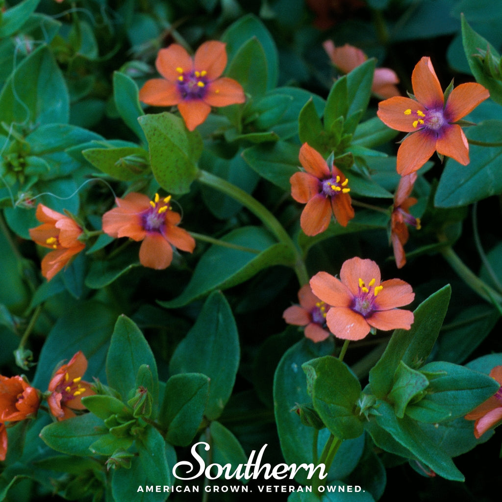 Scarlet Pimpernel – 100 Seeds Southern Seeds