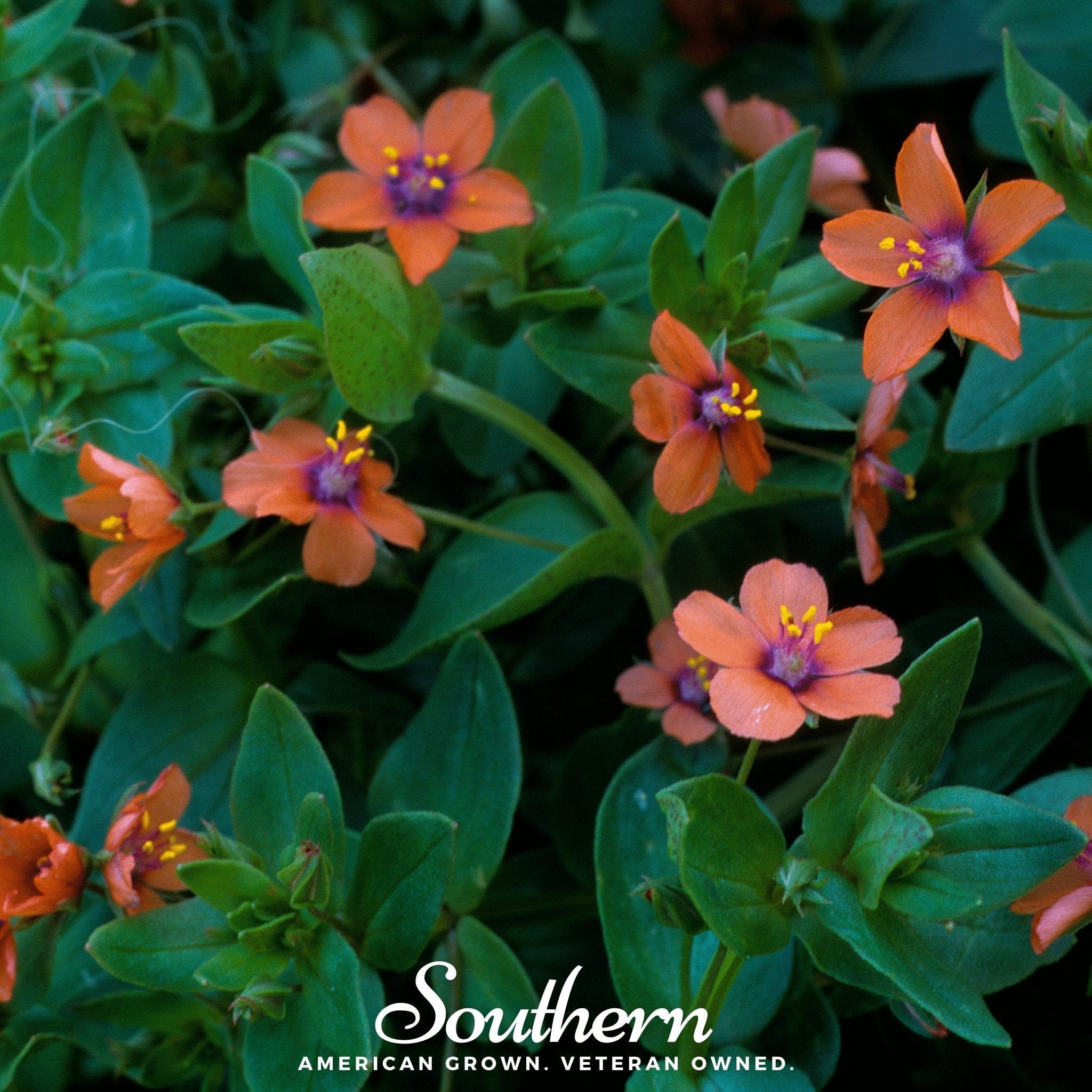 Scarlet Pimpernel – 100 Seeds Southern Seeds