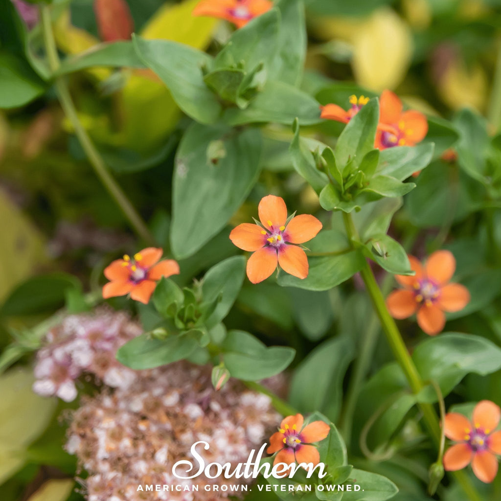 Scarlet Pimpernel – 100 Seeds Southern Seeds