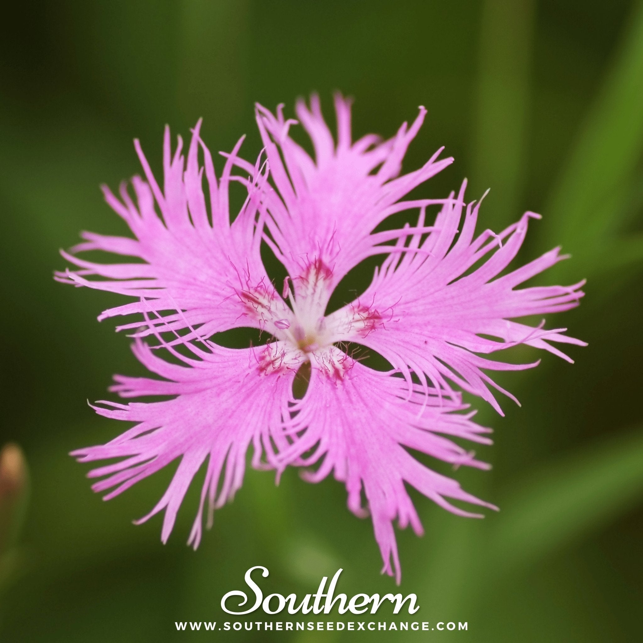 Fringed Pinks – 200 Seeds Southern Seeds