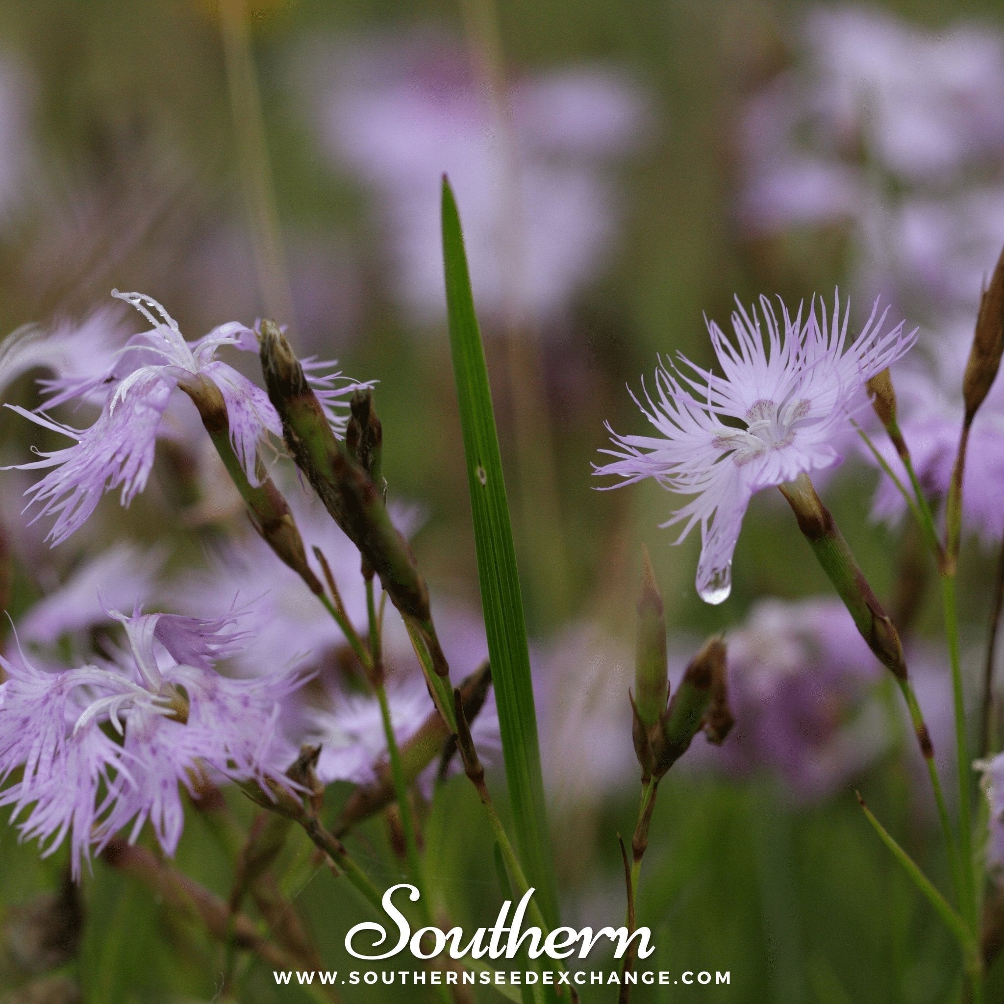 Fringed Pinks – 200 Seeds Southern Seeds