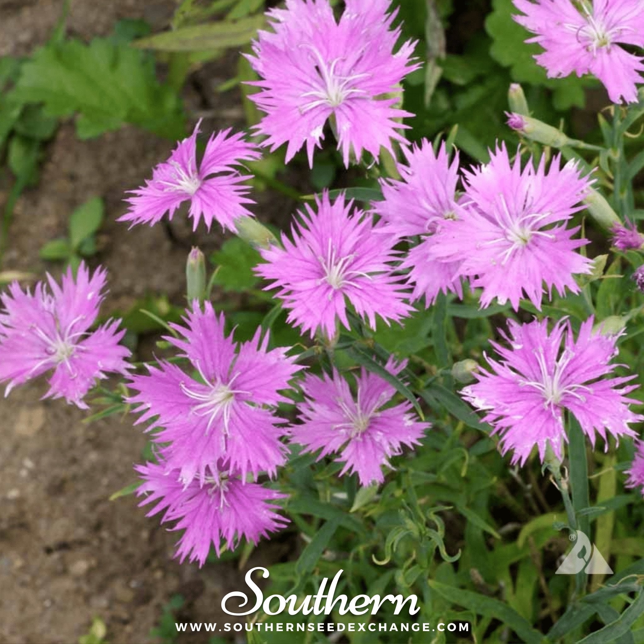 Fringed Pinks – 200 Seeds Southern Seeds