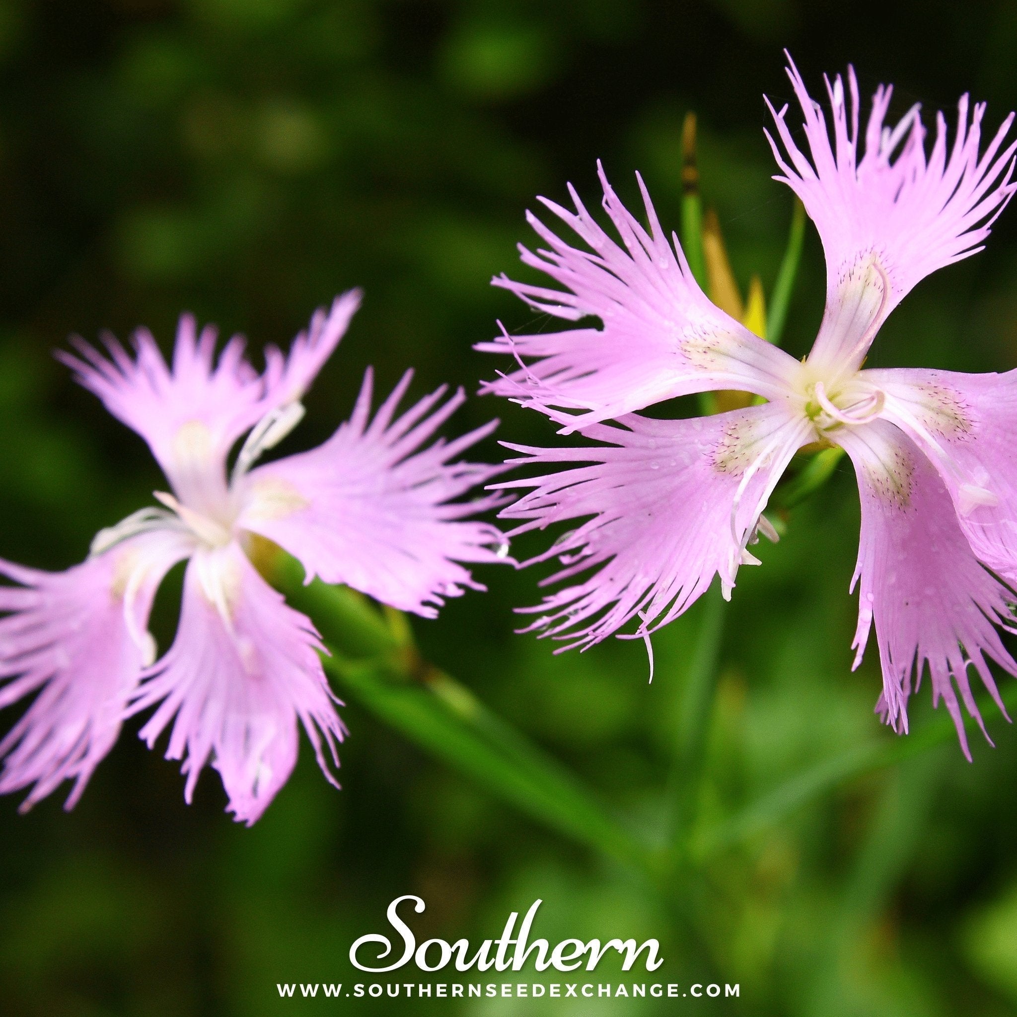 Fringed Pinks – 200 Seeds Southern Seeds