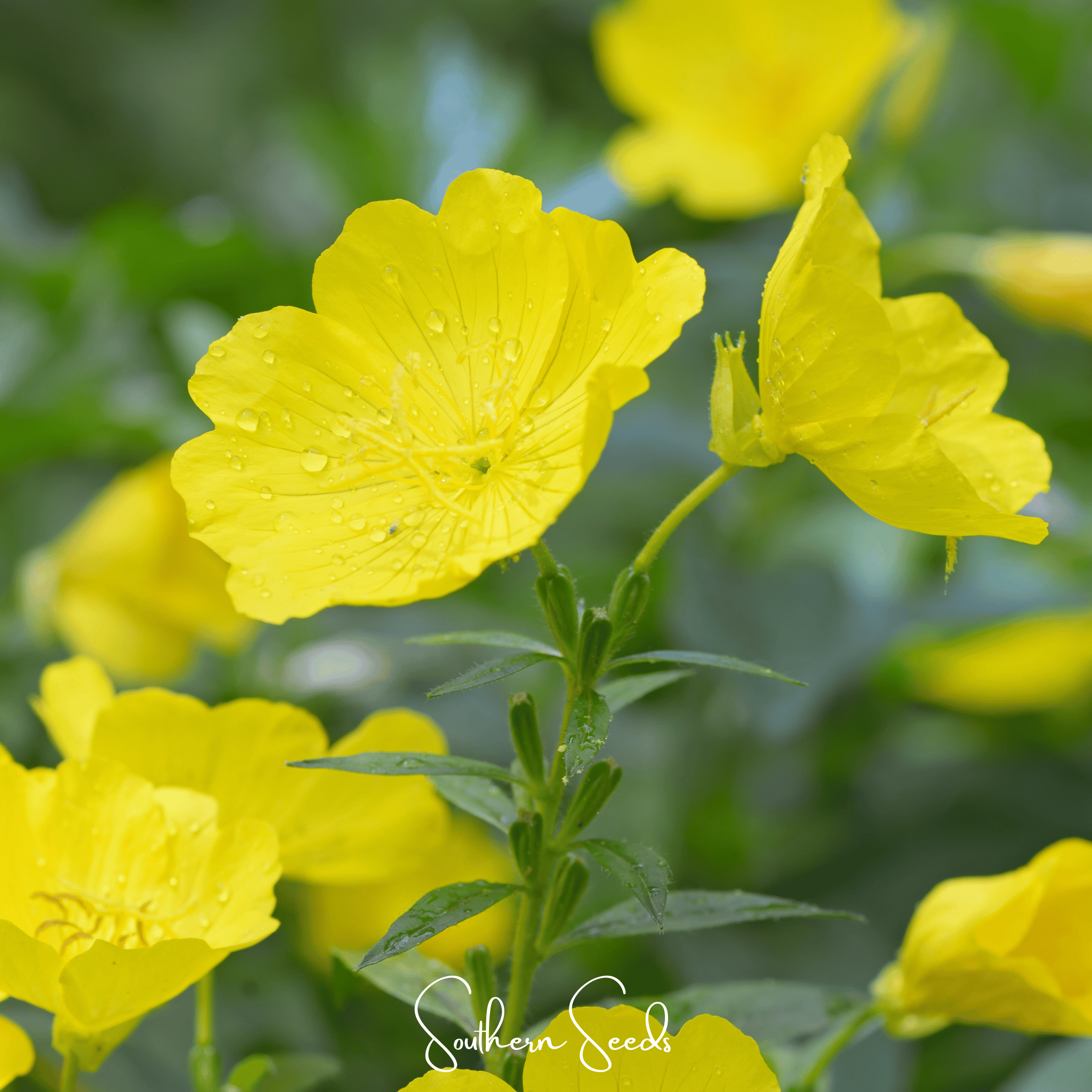 Pixie Patch Seed Collection – 10 Enchanted Varieties Southern Seeds