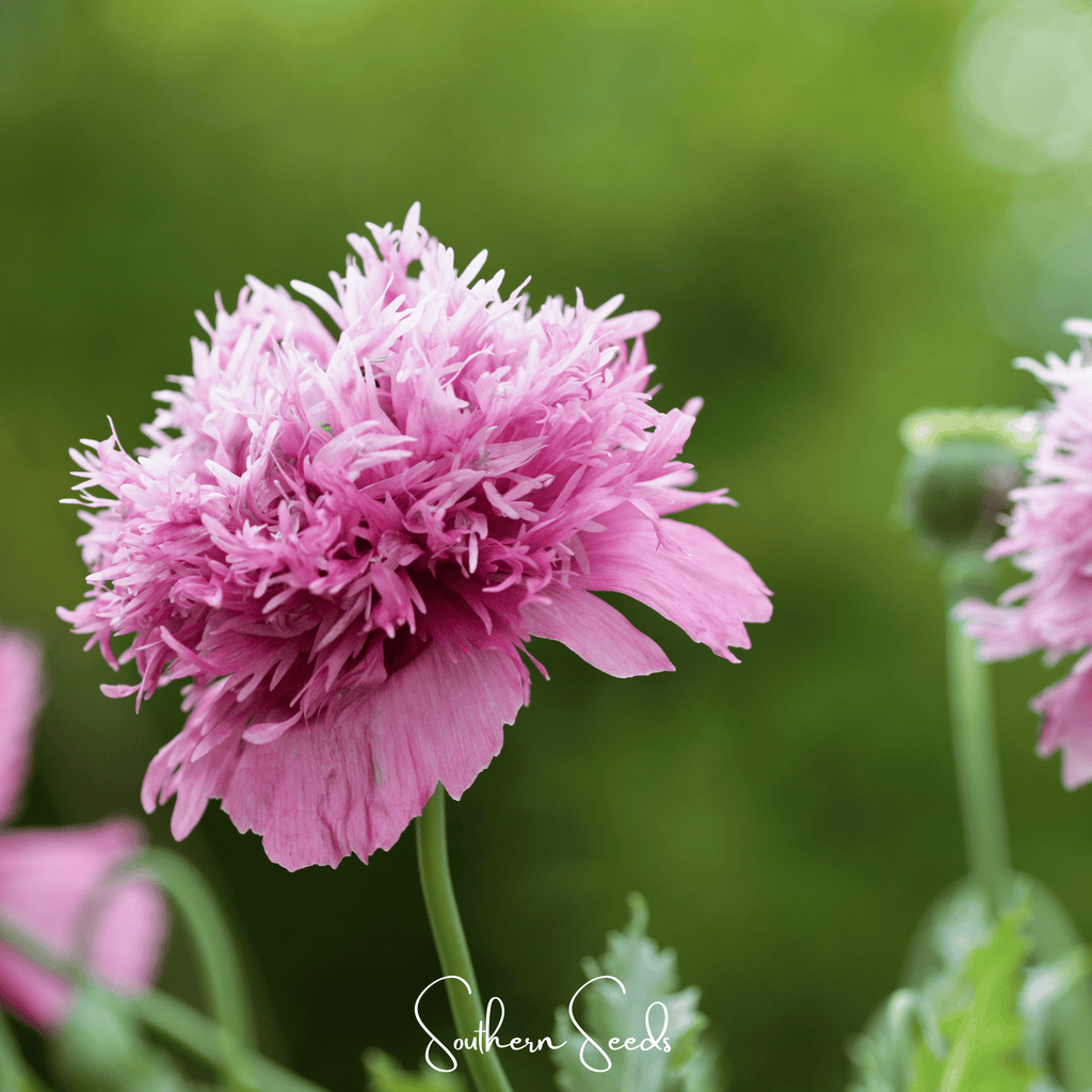 Pixie Patch Seed Collection – 10 Enchanted Varieties Southern Seeds