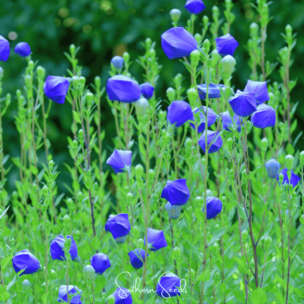 Pixie Patch Seed Collection – 10 Enchanted Varieties Southern Seeds