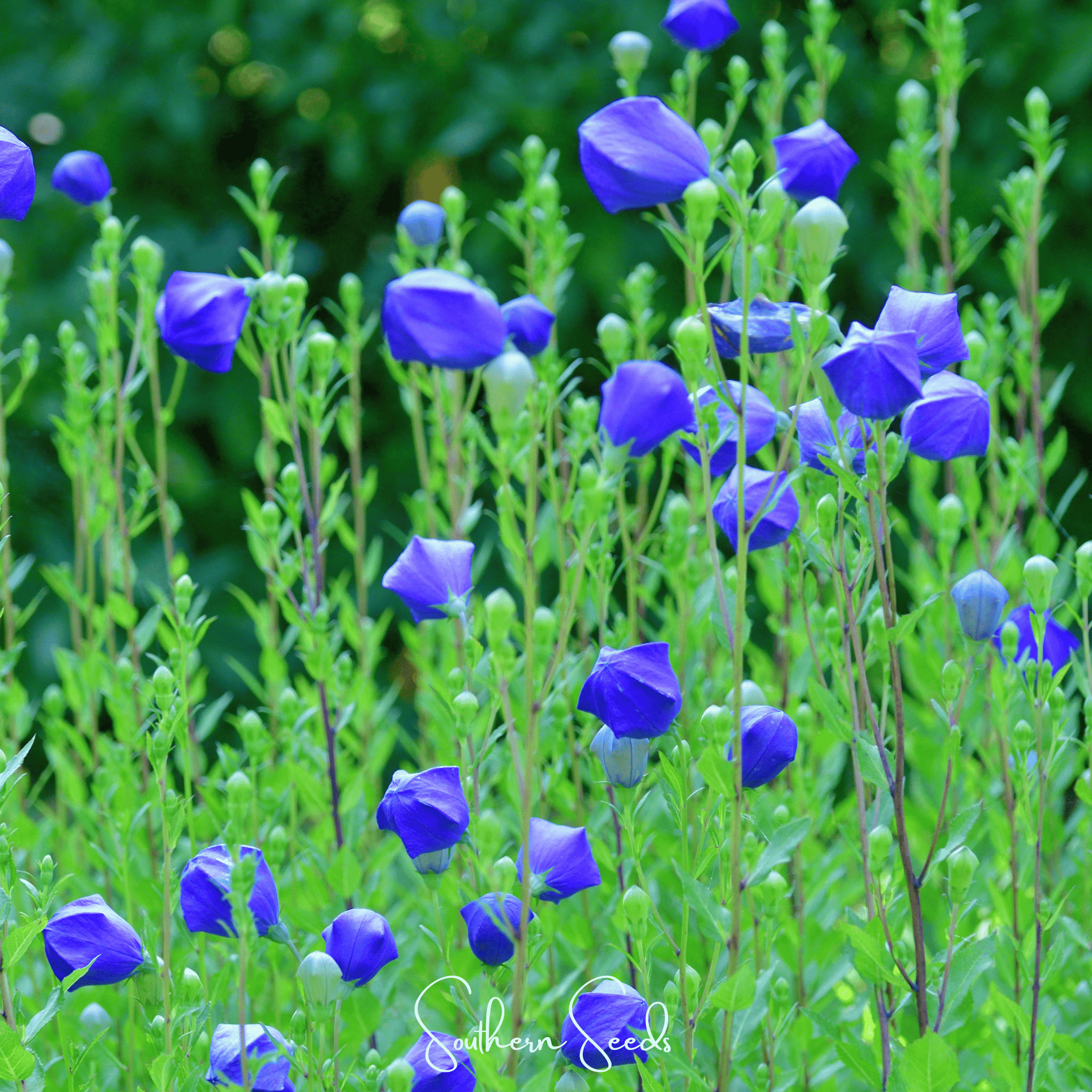 Pixie Patch Seed Collection – 10 Enchanted Varieties Southern Seeds