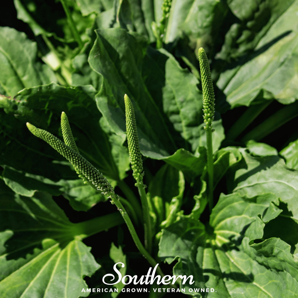 Plantain – 100 Seeds Southern Seeds