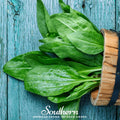 Plantain – 100 Seeds Southern Seeds