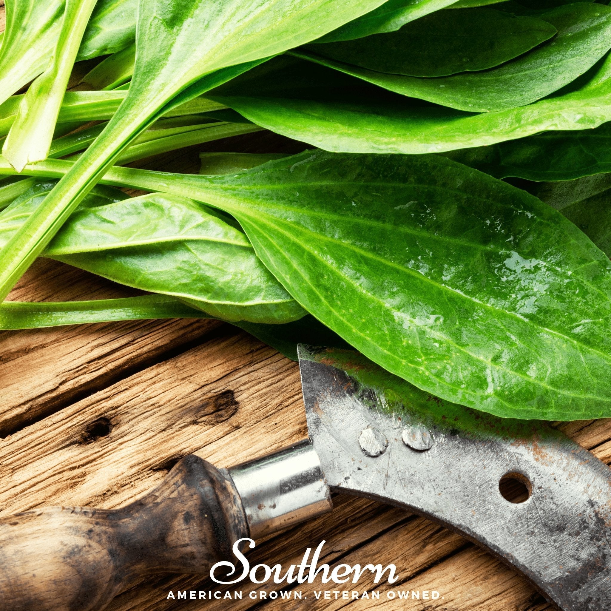 Plantain – 100 Seeds Southern Seeds