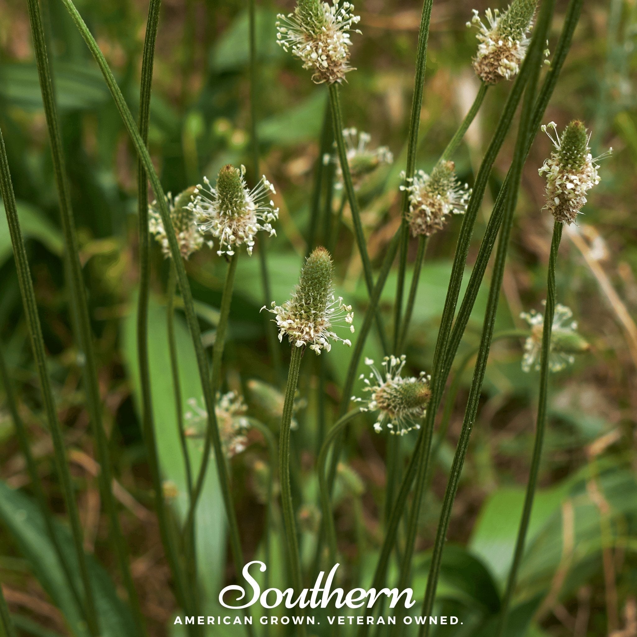 English Plantain – 100 Seeds Southern Seeds