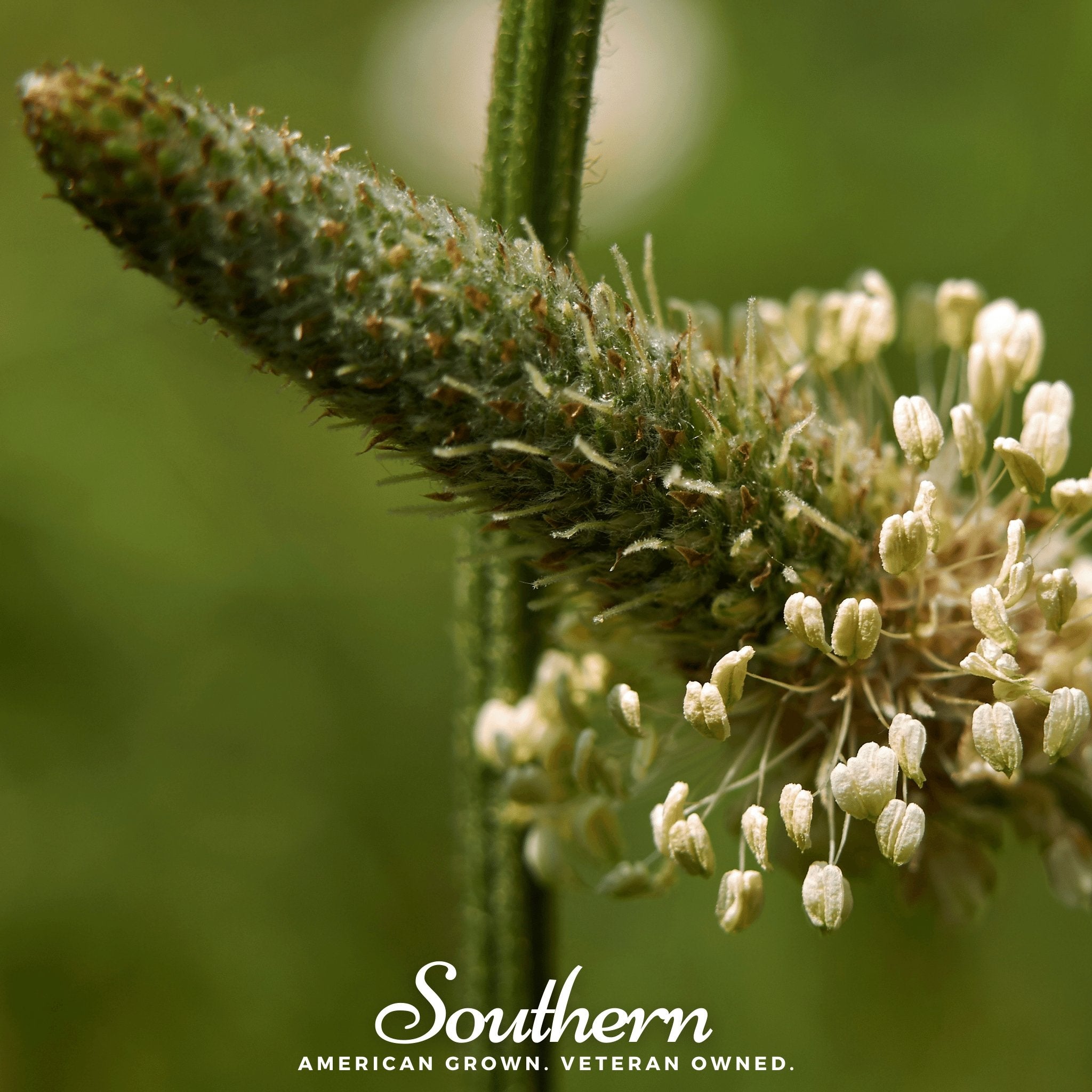 English Plantain – 100 Seeds Southern Seeds