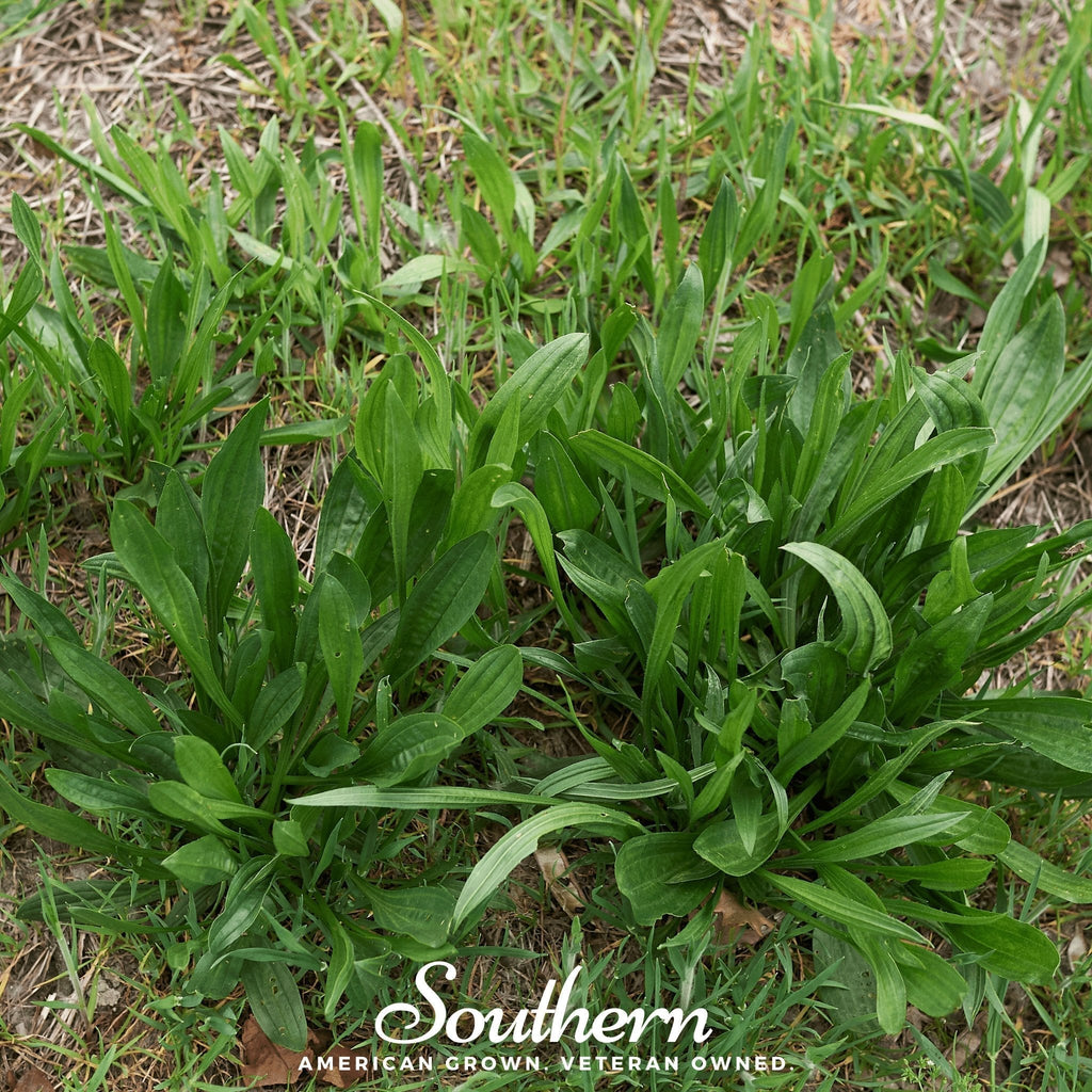 English Plantain – 100 Seeds Southern Seeds