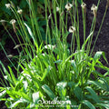 English Plantain – 100 Seeds Southern Seeds