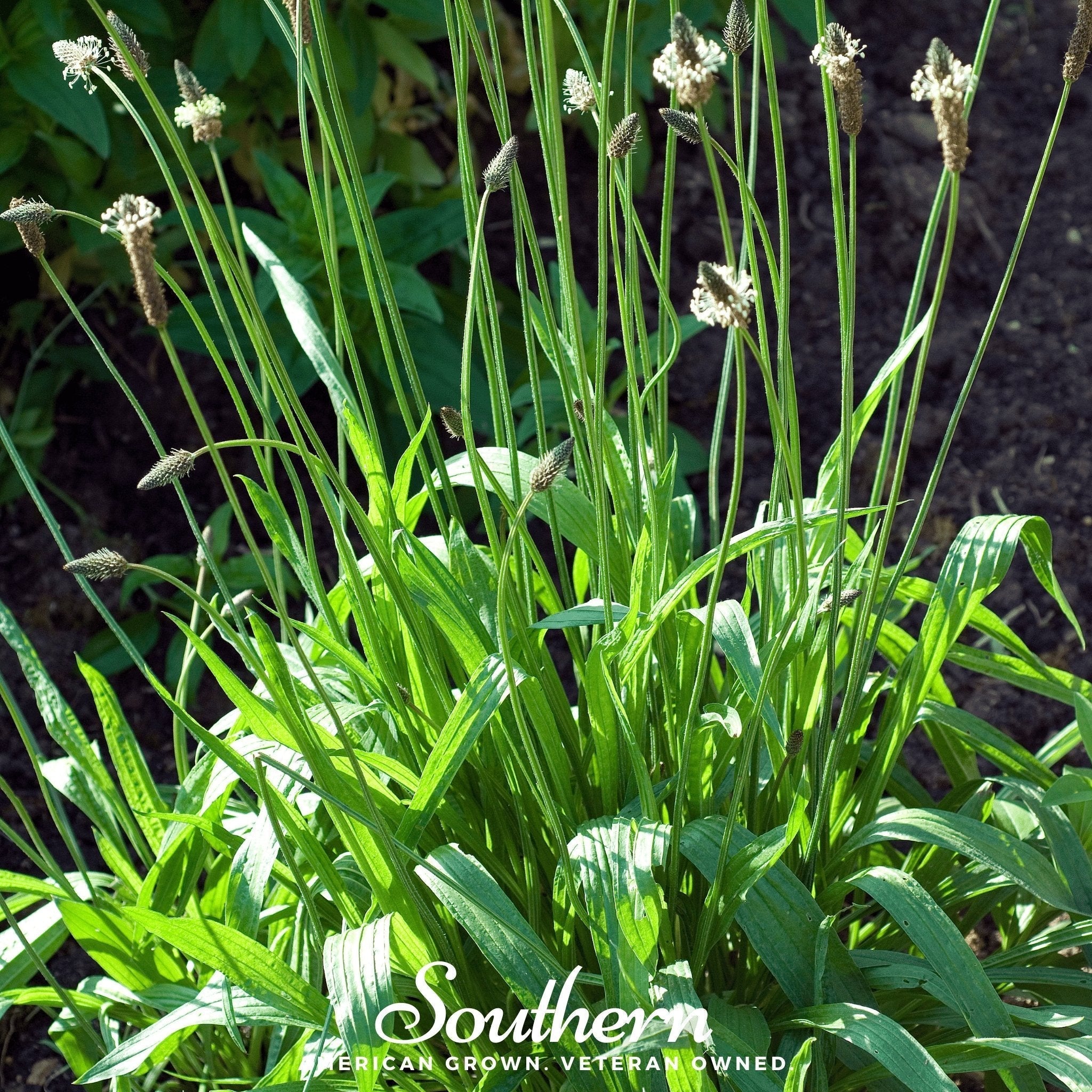 English Plantain – 100 Seeds Southern Seeds