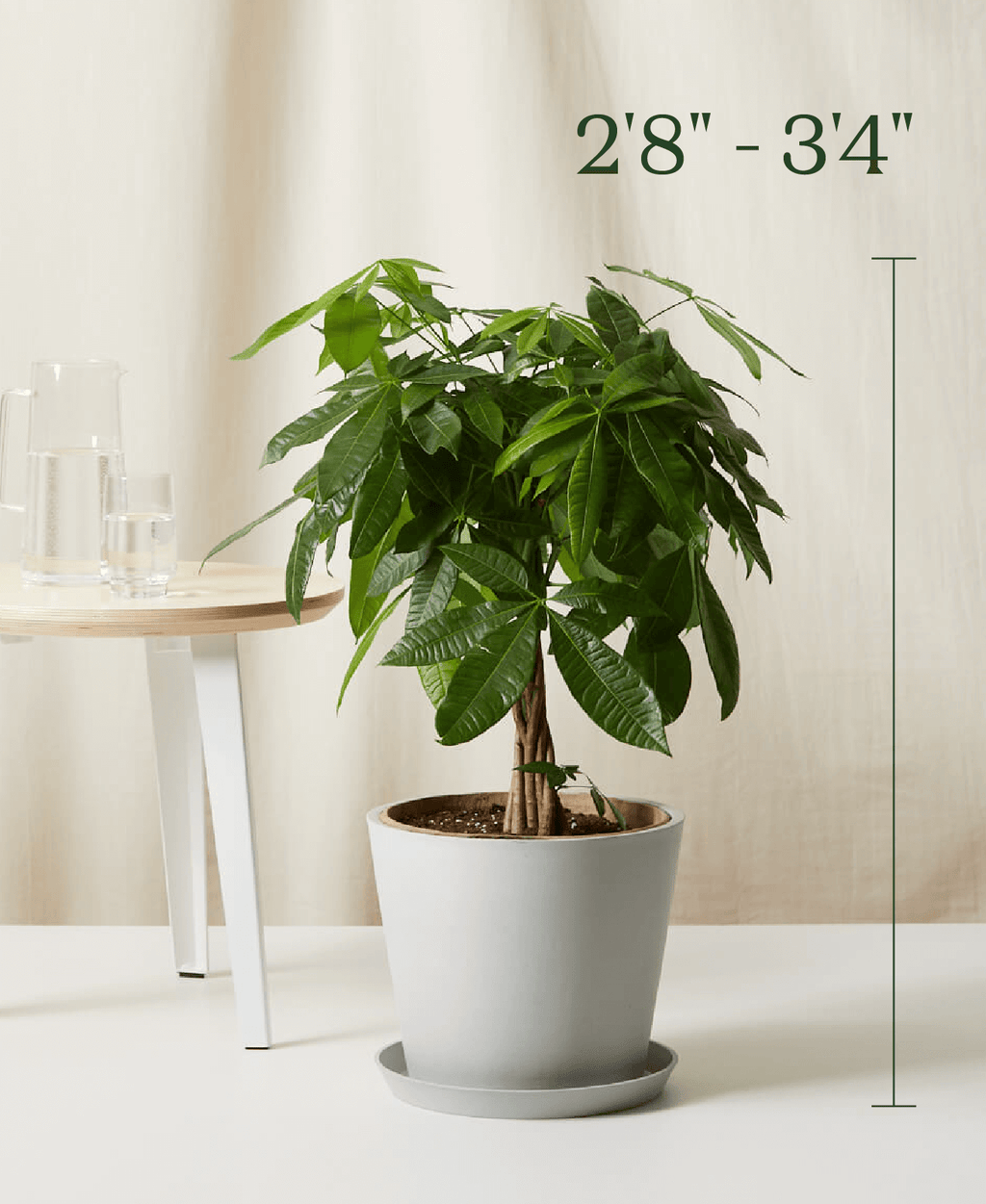 Money Tree Bloomscape