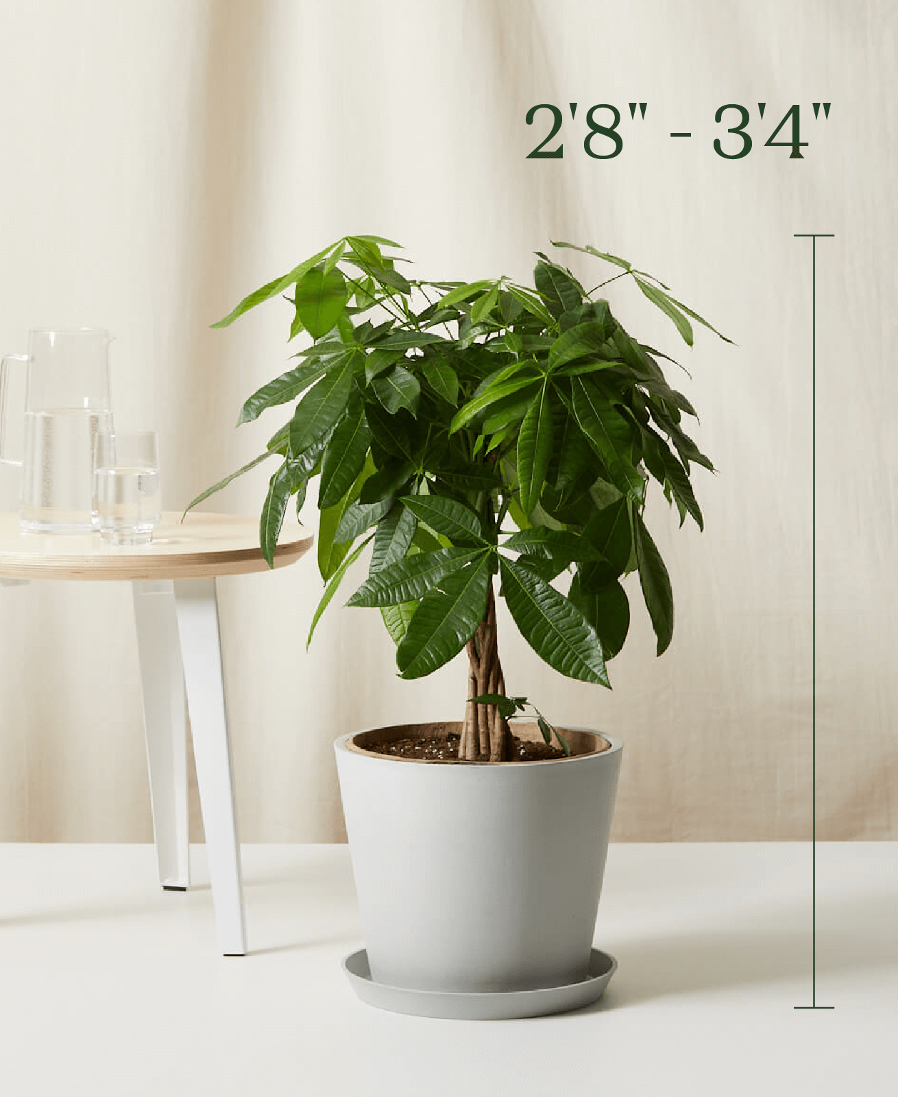 Money Tree Bloomscape