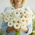 Polar Bear Zinnia – 100 Seeds Southern Seeds