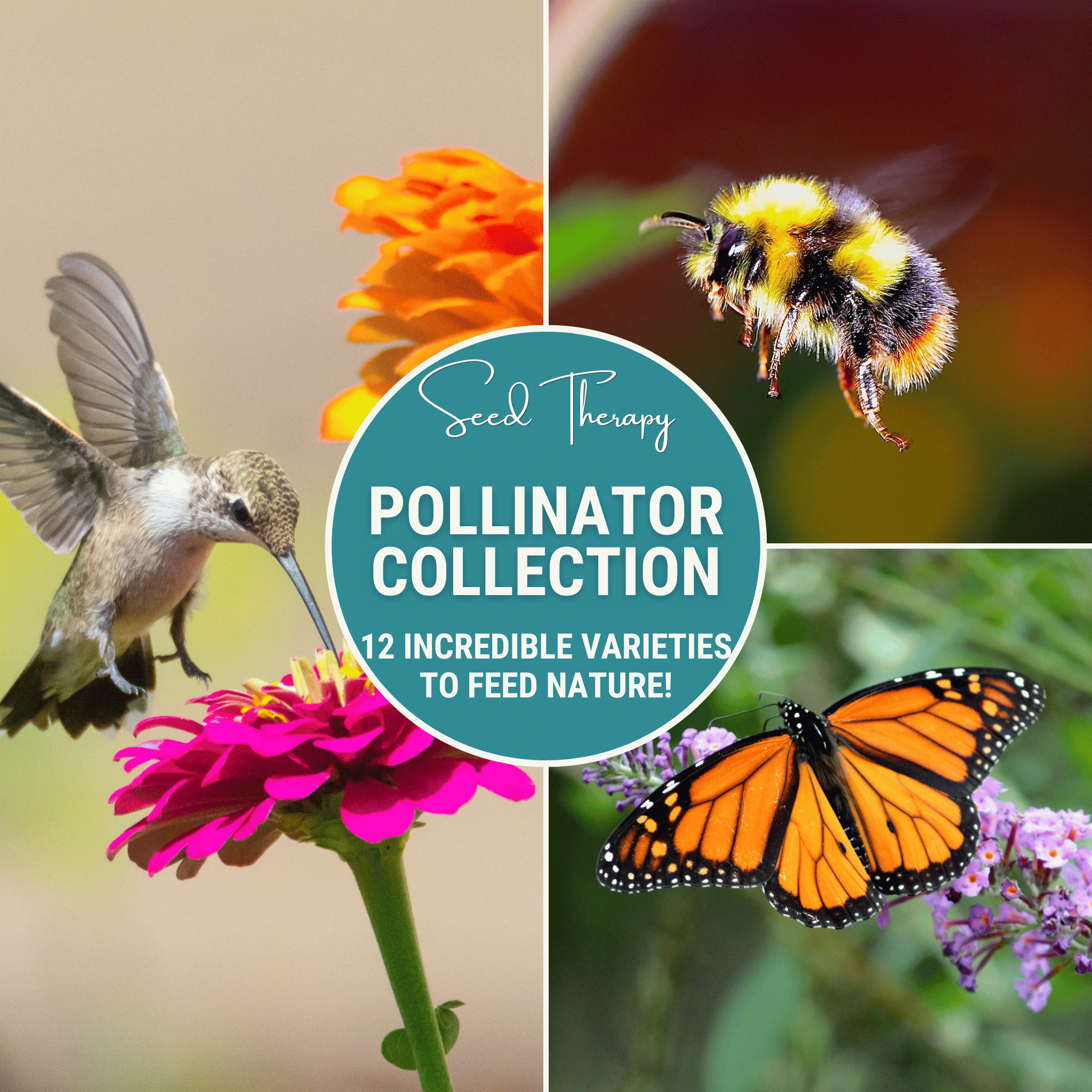 Pollinator Garden Seed Collection – 12 Varieties Southern Seeds