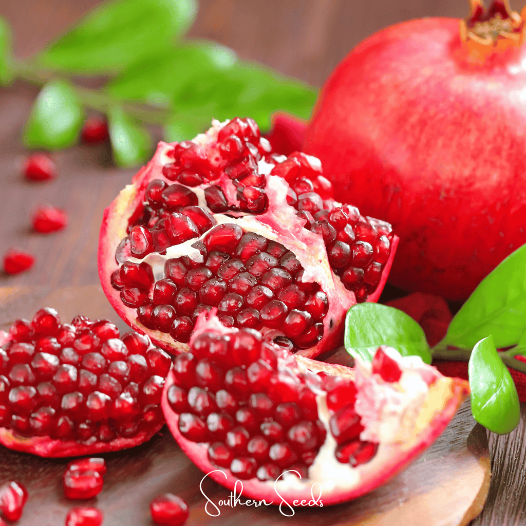 Pomegranate – 20 Seeds Southern Seeds
