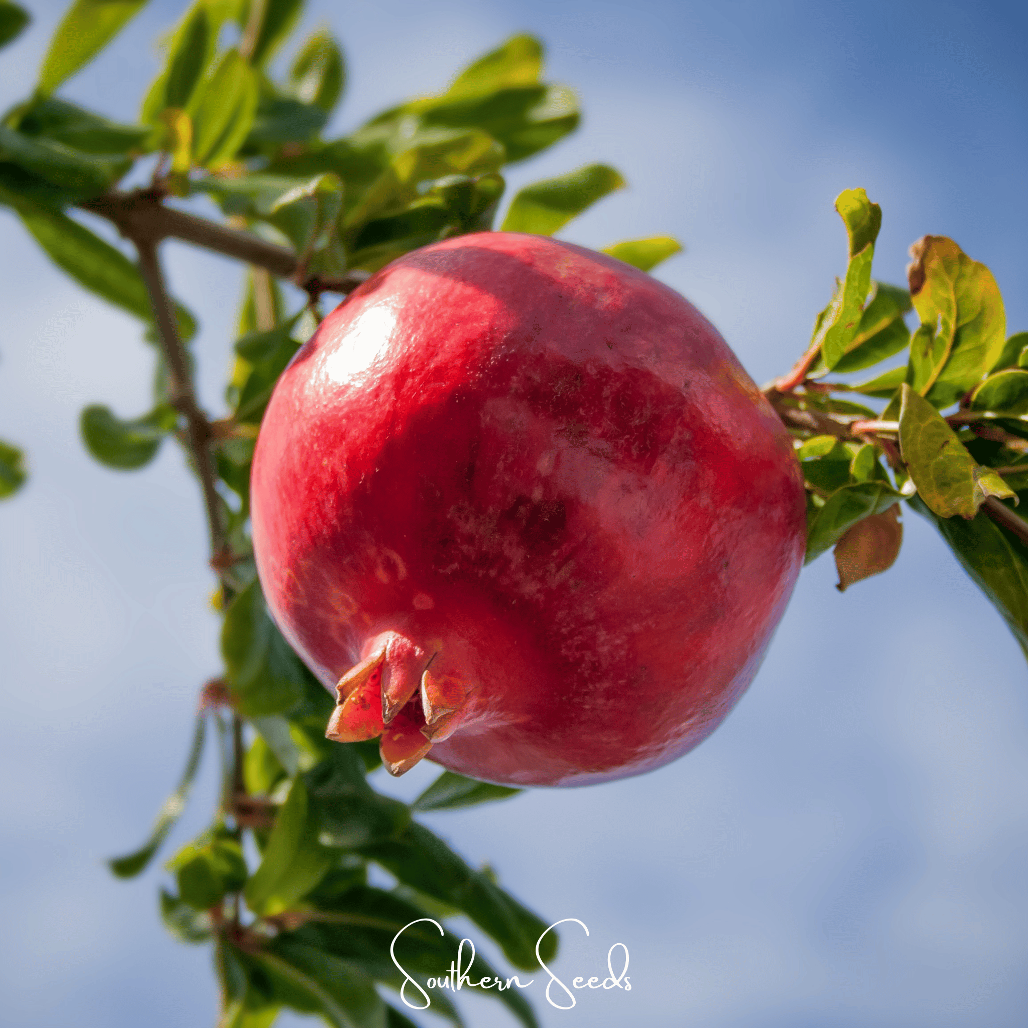 Pomegranate – 20 Seeds Southern Seeds