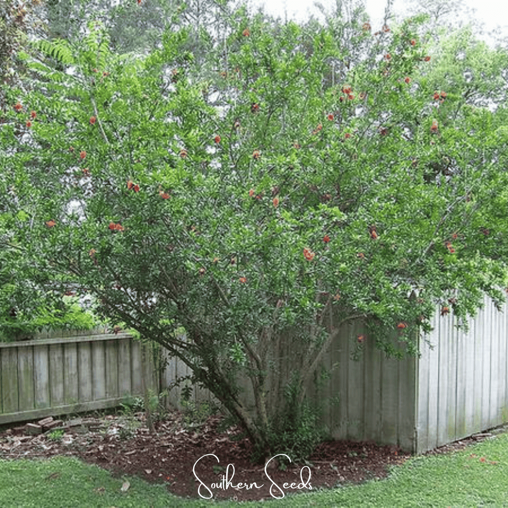 Pomegranate – 20 Seeds Southern Seeds
