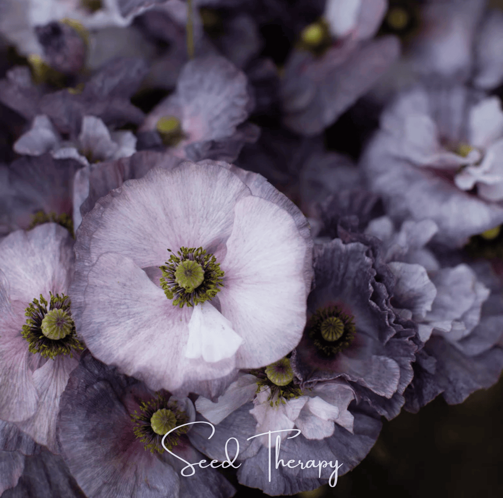 Amazing Grey Poppy – 25 Seeds Southern Seeds