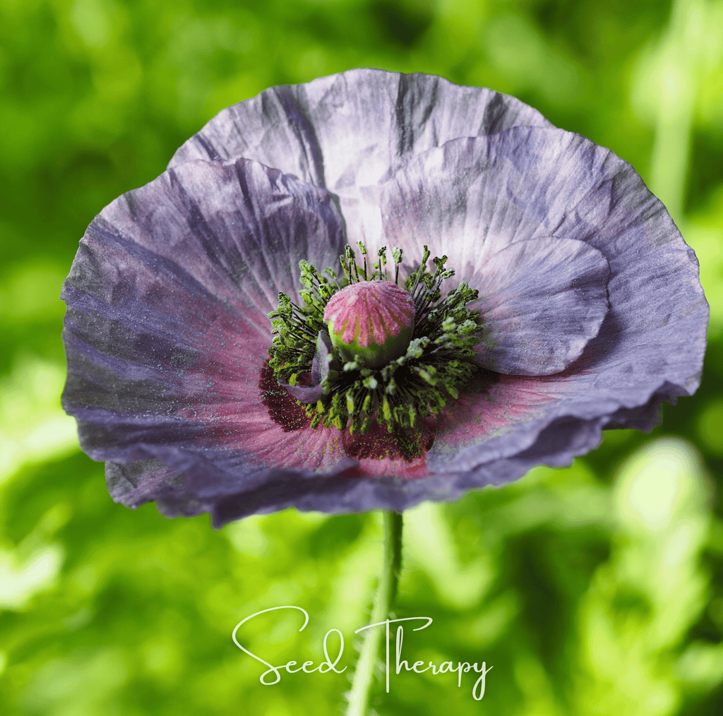 Amazing Grey Poppy – 25 Seeds Southern Seeds