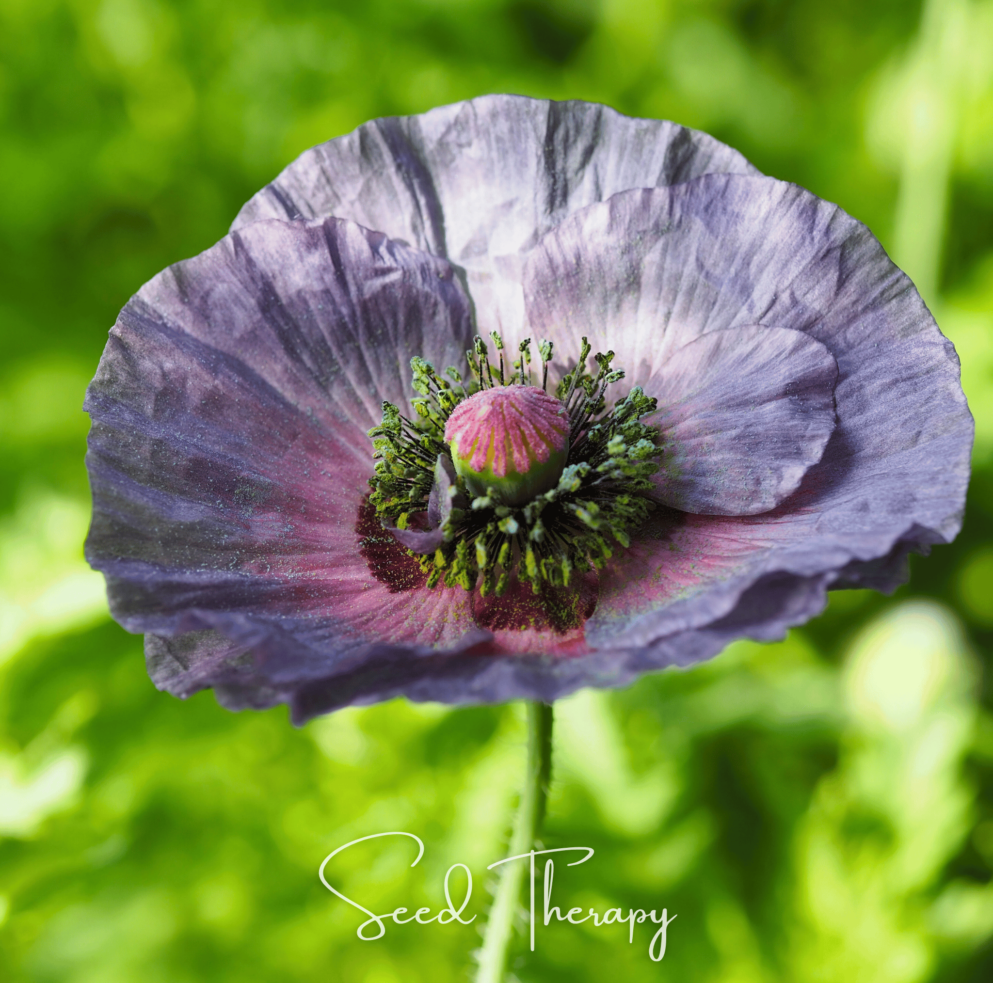 Amazing Grey Poppy – 25 Seeds Southern Seeds