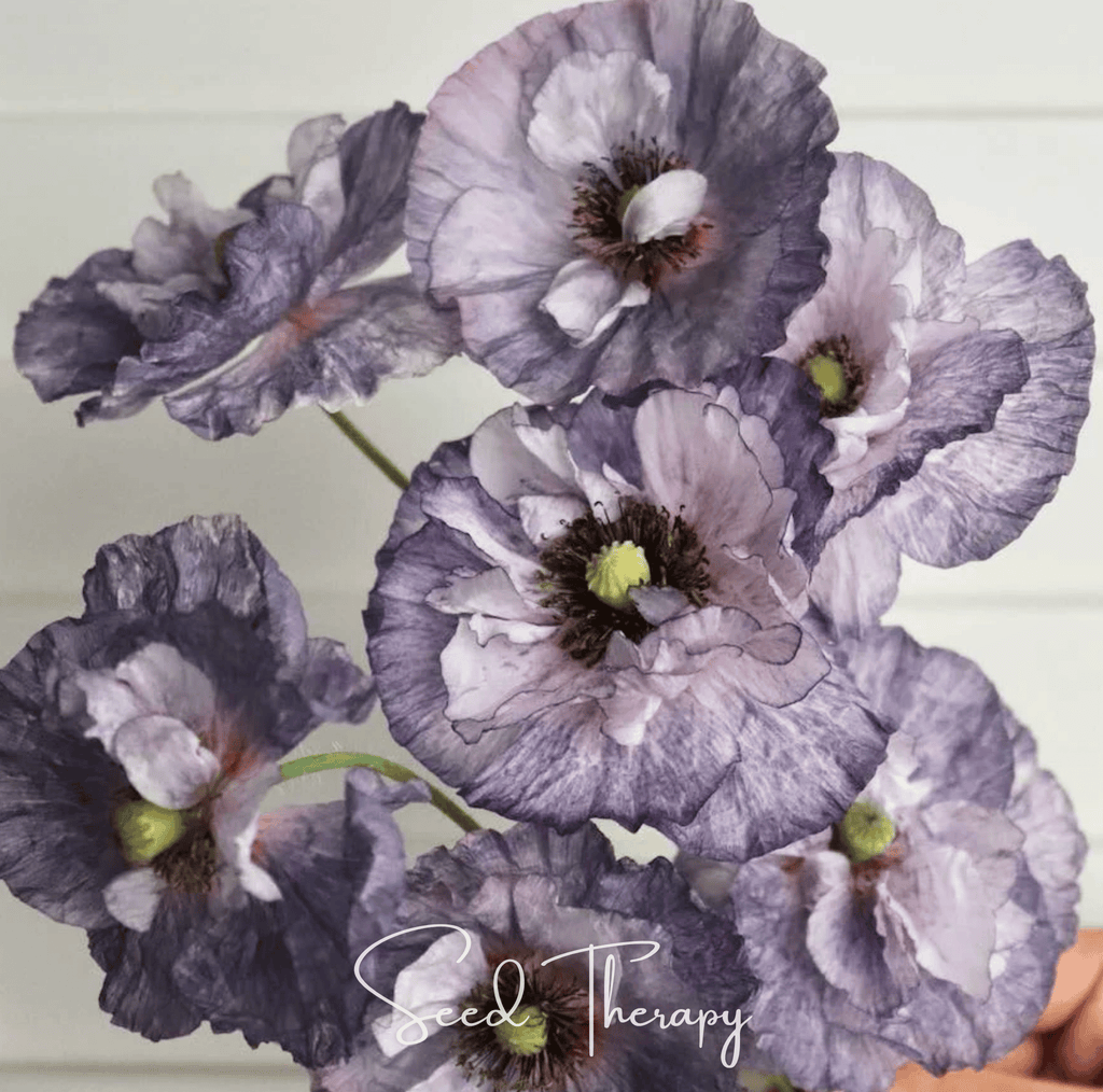 Amazing Grey Poppy – 25 Seeds Southern Seeds