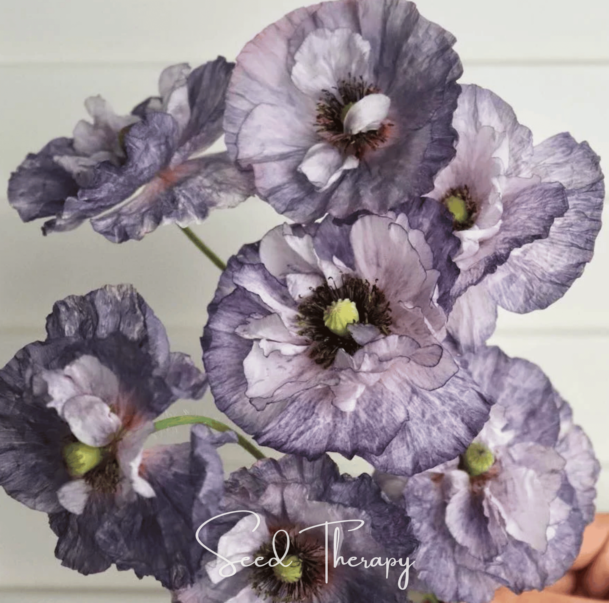 Amazing Grey Poppy – 25 Seeds Southern Seeds