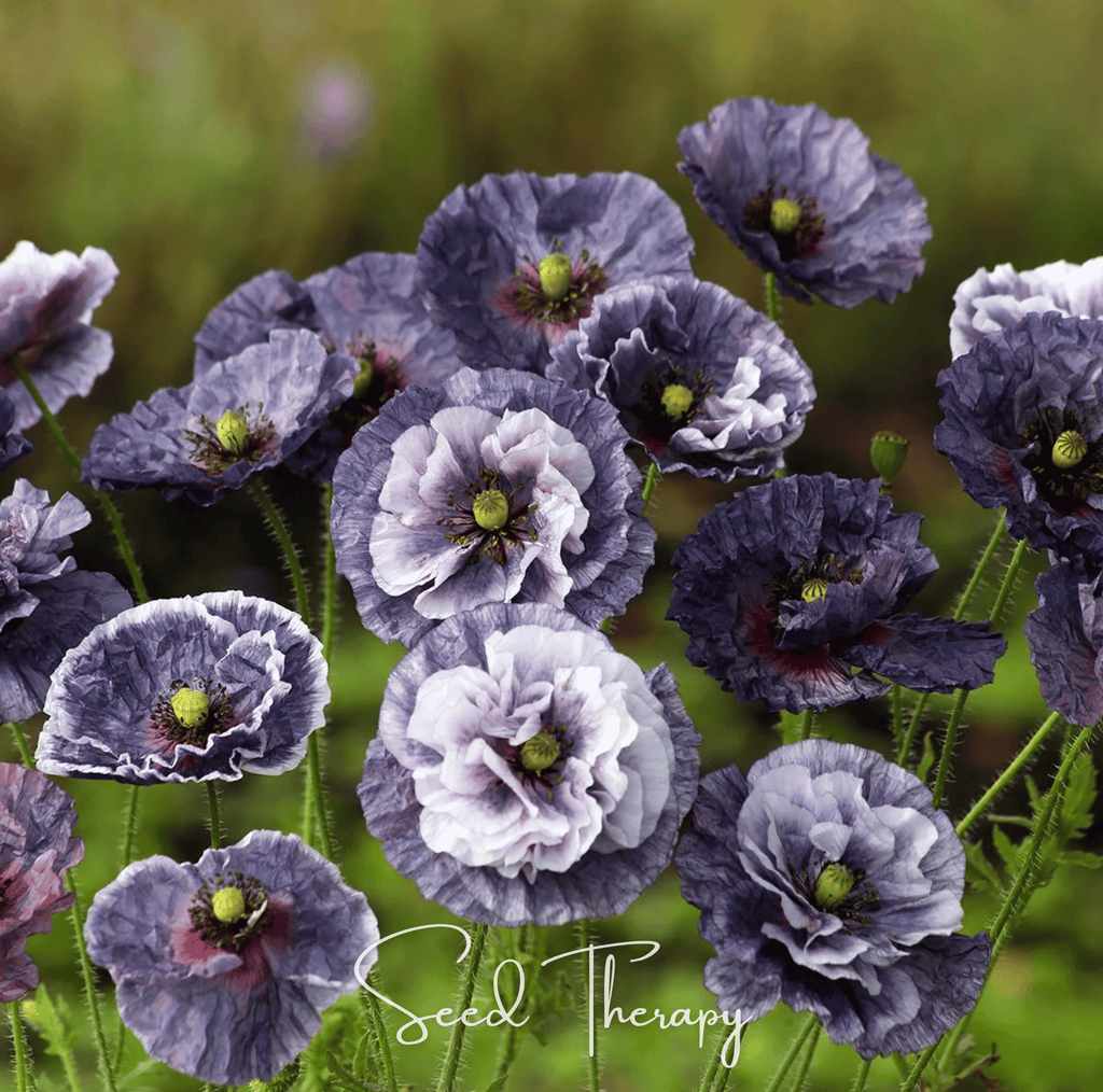 Amazing Grey Poppy – 25 Seeds Southern Seeds