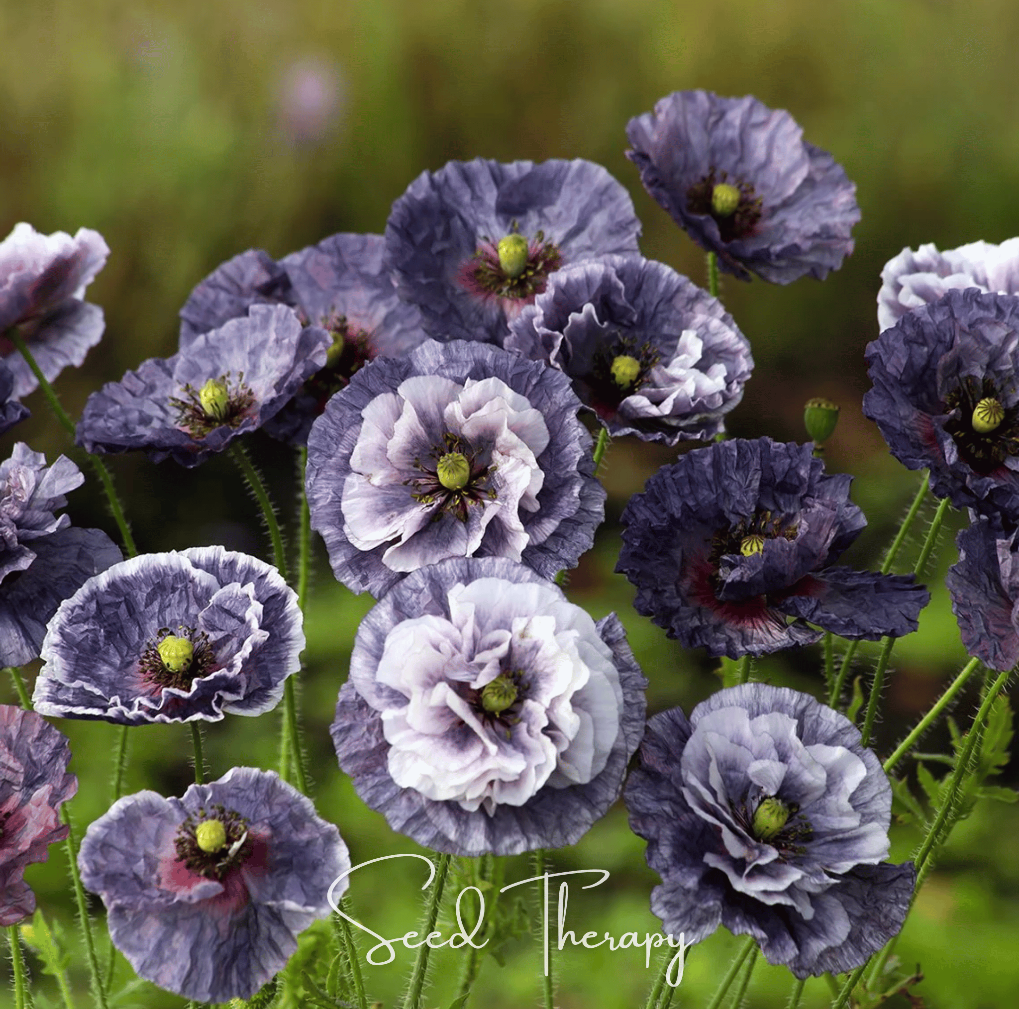 Amazing Grey Poppy – 25 Seeds Southern Seeds