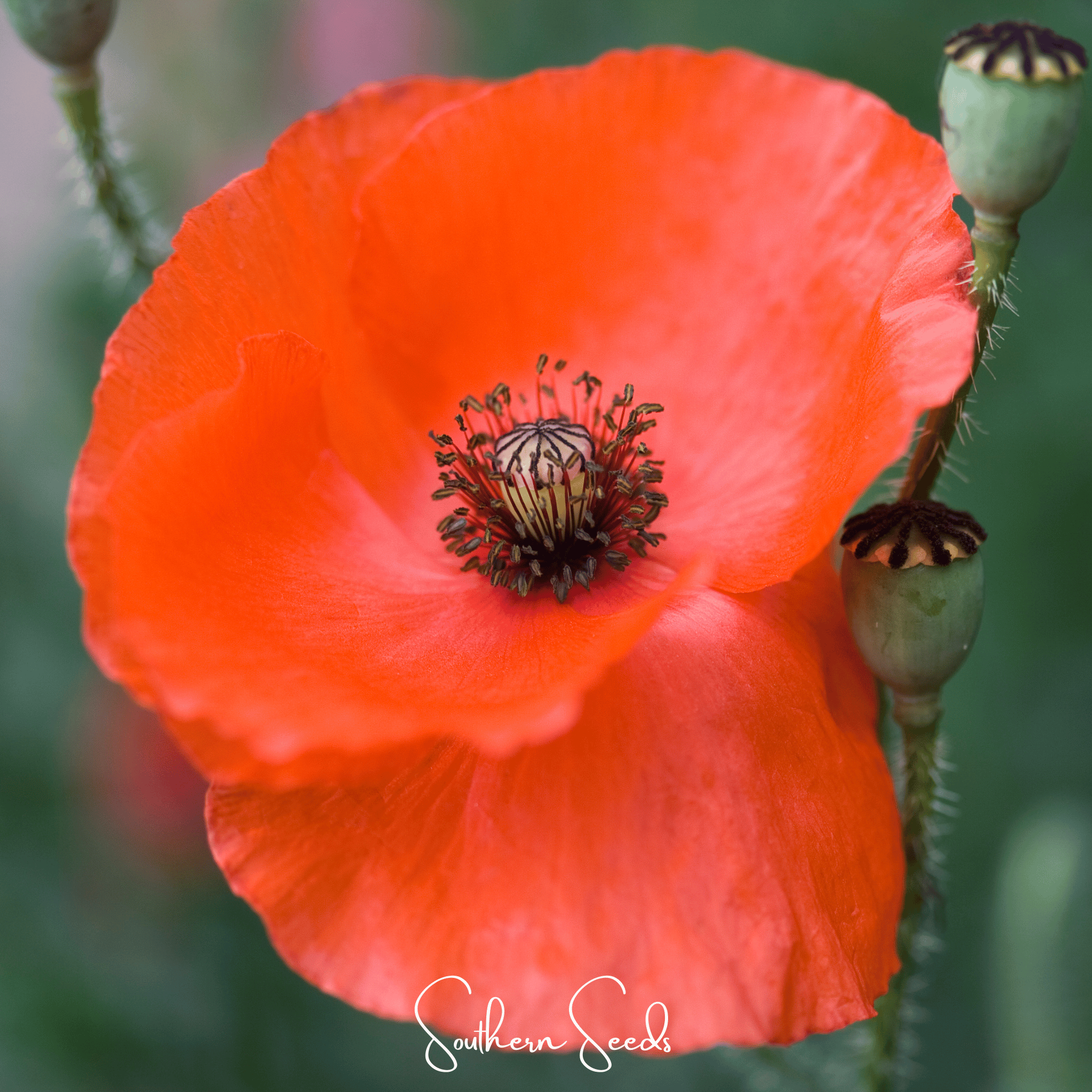 American Legion Poppy – 100 Seeds Southern Seeds